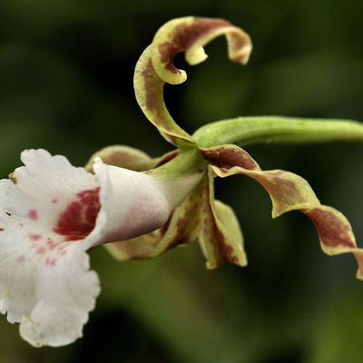 Trichopilia tortilis