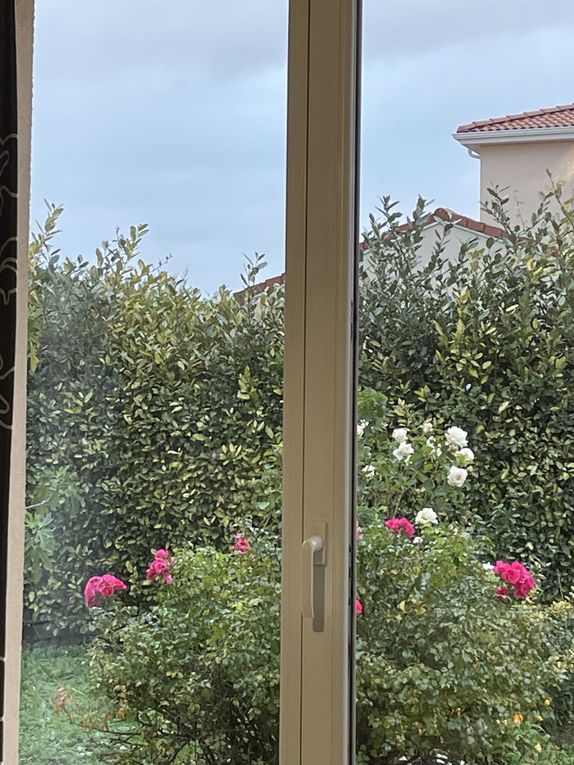 Mardi 04 novembre 2025: mes photos datent d'hier, les oiseaux avant la tonte , Dernière tonte , les fleurs bravent novembre, pause et silence contemplatif , les nuages pardessus le toit de ma cabane de jardin , mon diapo s'en suit ...