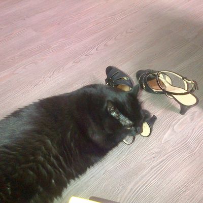 Jamais sans mon chat !