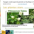 🌳 Pittosporum Tobira par Paysagiste Pays Basque. Paysagiste Landes.