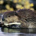 êtes-vous une maman castor?