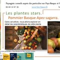 Pommier basque Apez sagarra par Paysagiste Pays Basque et Paysagiste Landes