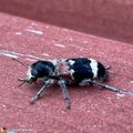 Un coléoptère prédateur de nombreux petits insectes...