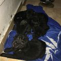 4 bébés largués dans la forêt tropicale sous la pluie .. Vanda, Noirette, Rebel et Pearly