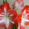 On craque tous pour ces bulbes à grandes fleurs en hiver !