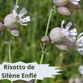 38/2 Risotto de Silène Enflé