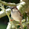 LE MOINEAU