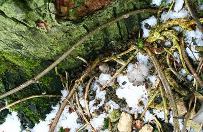 L'iguane mort au pied d'un arbre