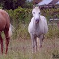 Être heureux à cheval, c’est être entre ciel et terre, à une hauteur qui n’existe pas