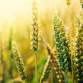 Les OGM : Une guerre secrète biologique