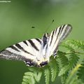 Le Flambé (Iphiclides podalirius)