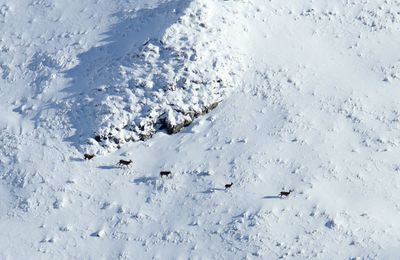 Les rapaces du dimanche