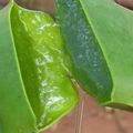 Les bienfaits de l’aloe vera