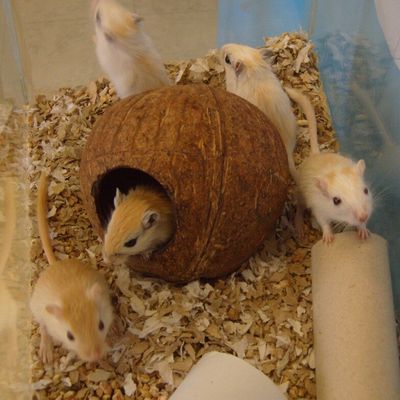 les petits de la 3ème portée de Lila ont un mois et demi