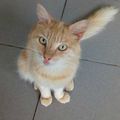 Tibère ... joli chat abandonné sur Malendure ... adopté le 4 Février 2017
