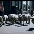 La traversée d'Alfortville !