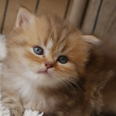 Chaton British Longhair mâle Brown tabby né le 15 mai RÉSERVÉ 