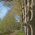 Platanes de belle lignée