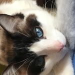 OH PARDON ! TU LISAIS...