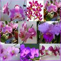 ♥ La ronde des fleurs ; les orchidées ♥