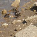 9 cannetons qui jouent sur la rive