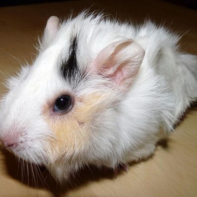 Bianca et Prune adoptées