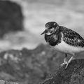 Tournepierre à collier (plumage d'hiver) à la Milady - Ilbarritz.