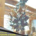 Coryphantha octacantha