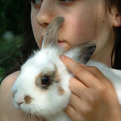 Les animaux familiaux