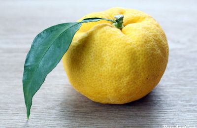 Le yuzu, un agrume particulier ! {idées pour TOUT utiliser, le cultiver, l'apprécier- produits à base de yuzu}