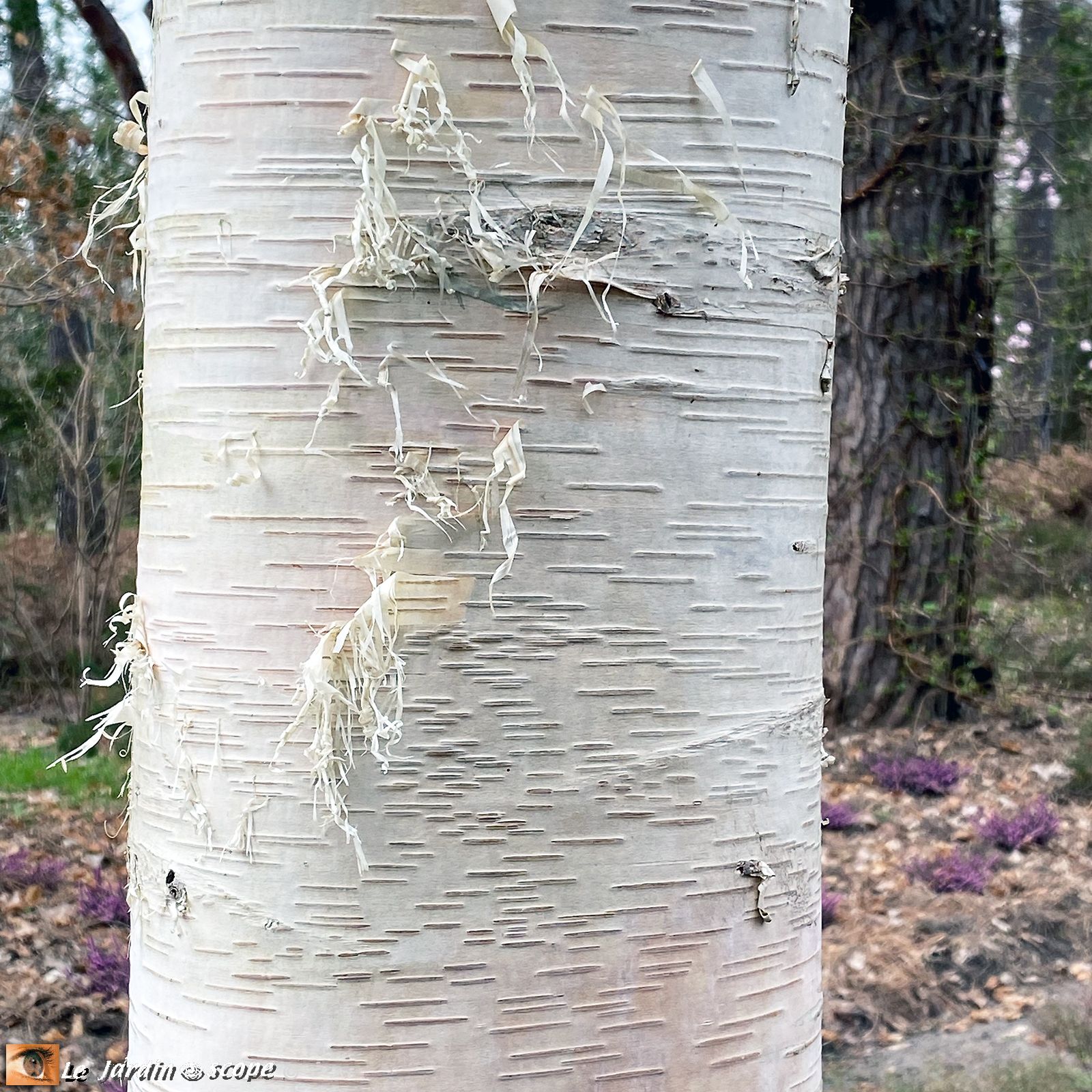 Bouleau à papier • Betula papyrifera • Famille des betulaceae 