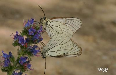 Conférence à la bibliothèque du 24/9/25 : un ABC pour quoi faire ?