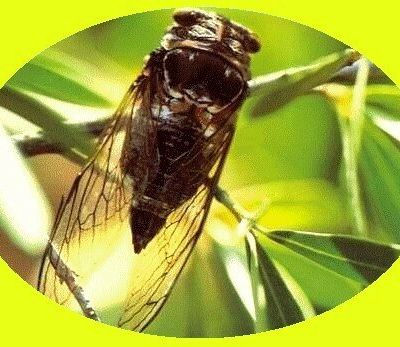 La cigale peut bien chanter tout l'été car elle