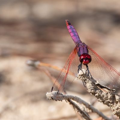 A quand en Lorraine?