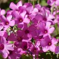 LE BOUQUET DU VENDREDI...