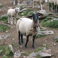 grosses bébêtes de la montagne