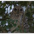 Le hibou de la baie