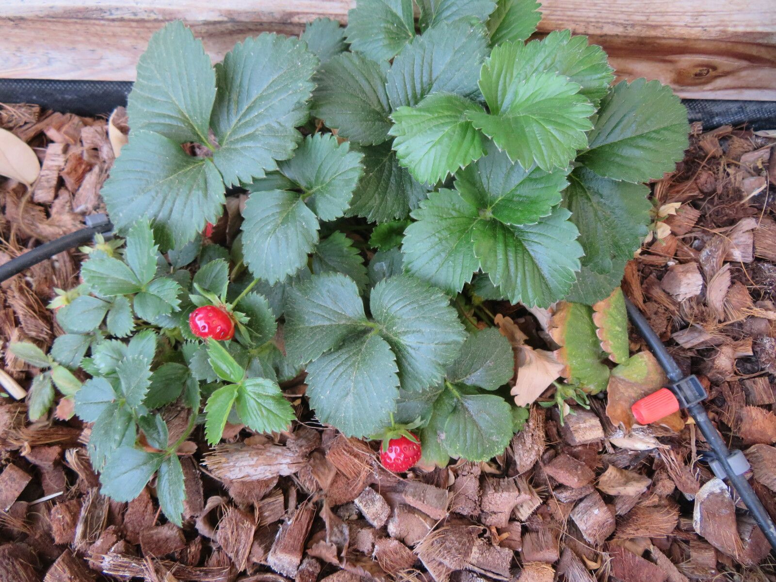 Fraises