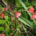 Chinoiserie dans le jardin