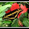 Thoas swallowtail (Amérique du Sud)