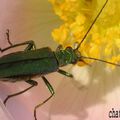 Oedemera Nobilis