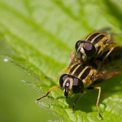 Amour d'Abeilles