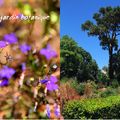 Les papillons aiment le basilic: balade au jardin botanique