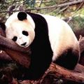 vente des plus grands thés sur toobeautyfood, info, Le thé le plus cher du monde pousse dans les excréments de panda