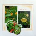 Album jardin