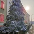 Quartier Drouot - Majestueux sapin...  