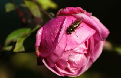 Insecte sur rose