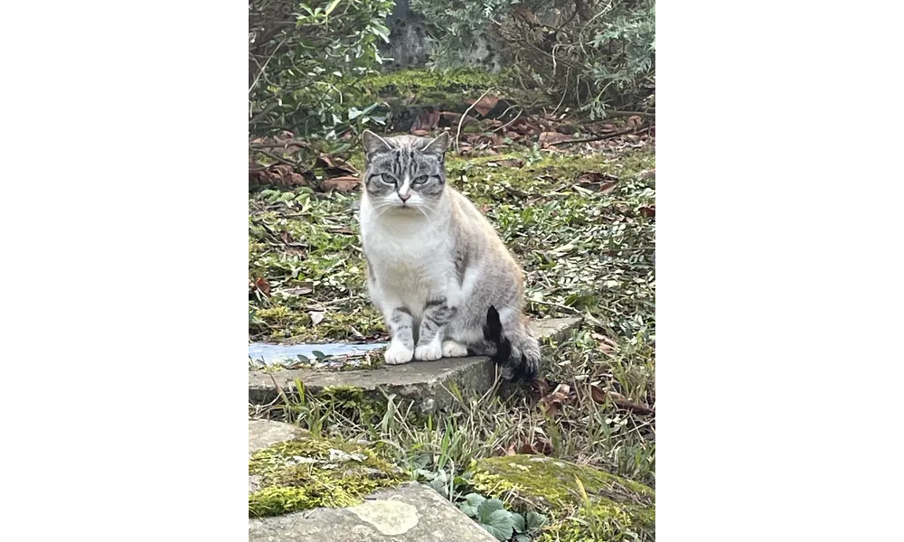 [GRIF' Abrite] Qui veut de moi comme filleule? Biscotte, chatte de grange.