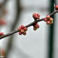 Signes avant-coureurs du printemps