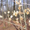 La forêt et sa beauté